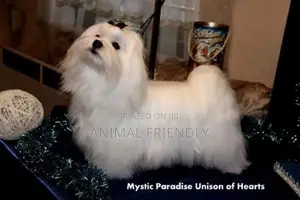 1-3 months Male Purebred Maltese