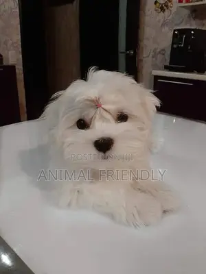 1-3 months Male Purebred Maltese