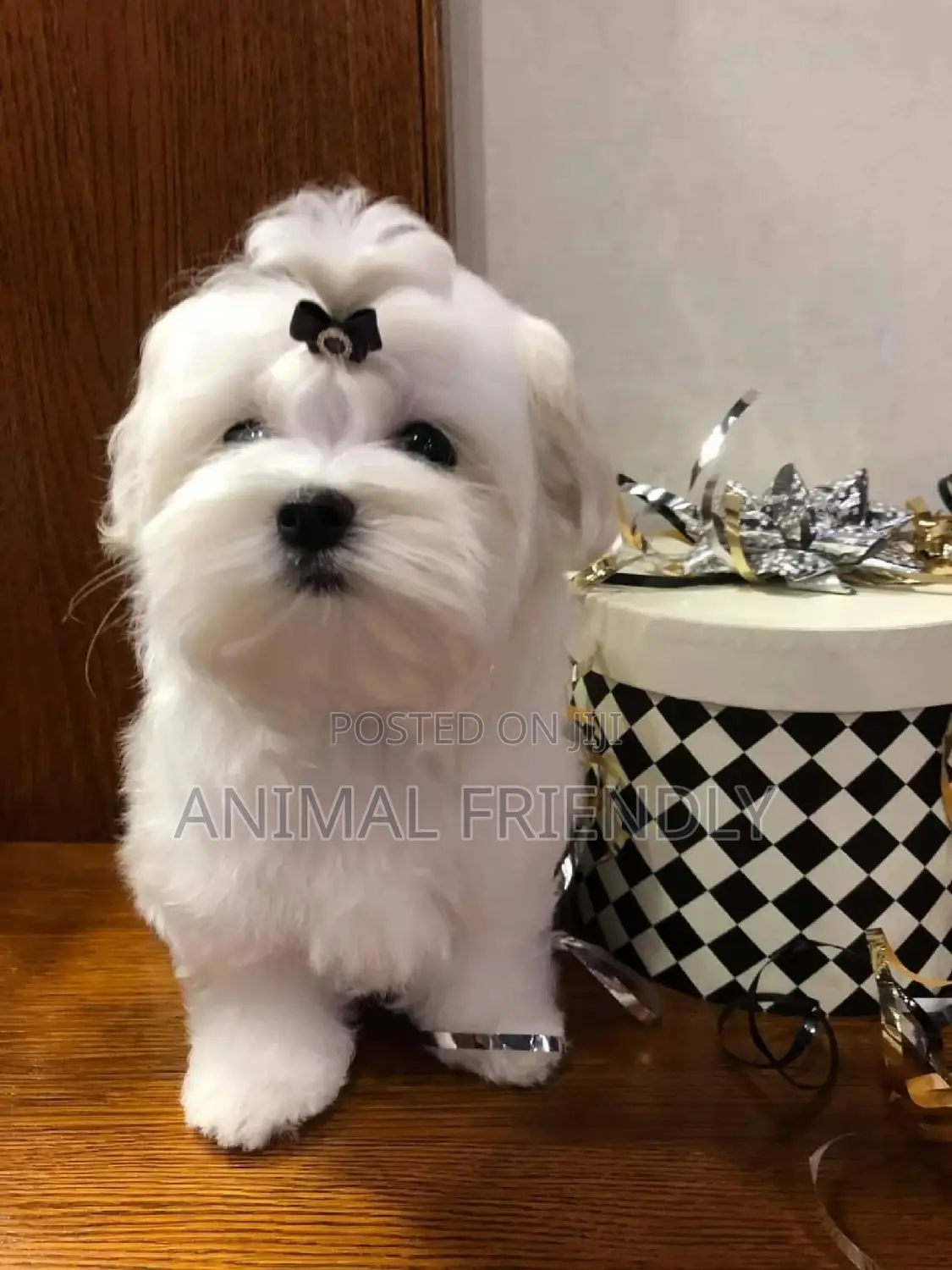 1-3 months Female Purebred Poodle