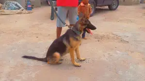 6-12 months Female Purebred German Shepherd