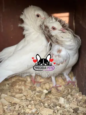 1 Pair of Jacobins Pigeons