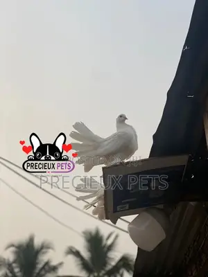 1 Pair of Adult Indian Fantail Pigeons