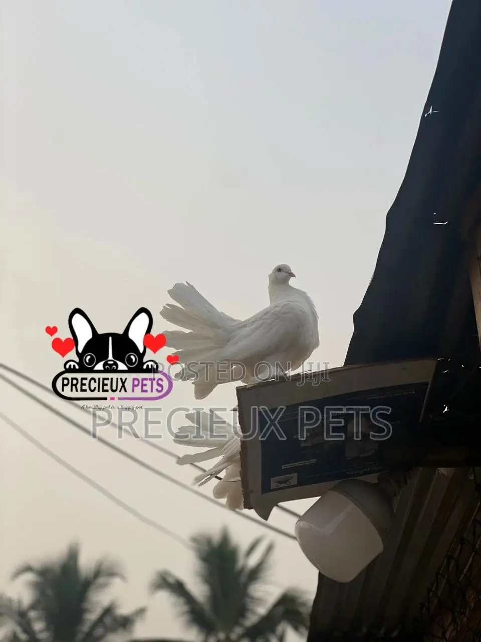 1 Pair of Adult Indian Fantail Pigeons