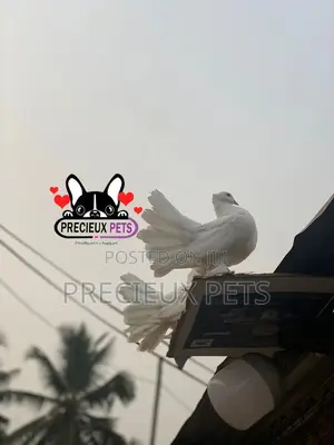 1 Pair of Adult Indian Fantail Pigeons