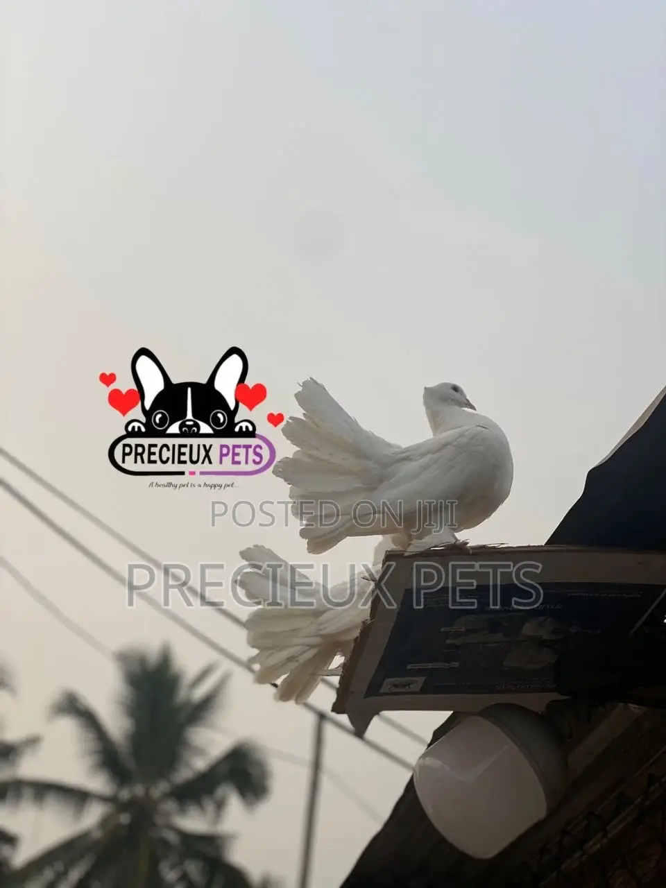 1 Pair of Adult Indian Fantail Pigeons