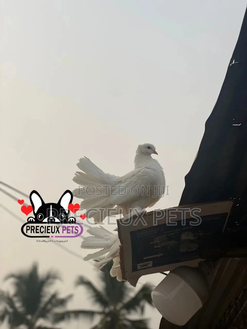 1 Pair of Adult Indian Fantail Pigeons