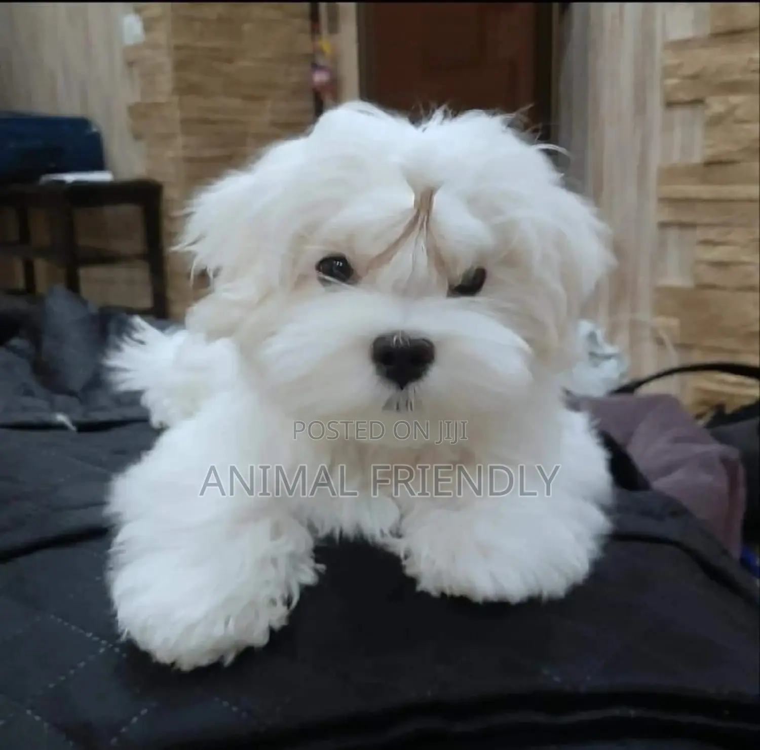 1-3 months Male Purebred Maltese