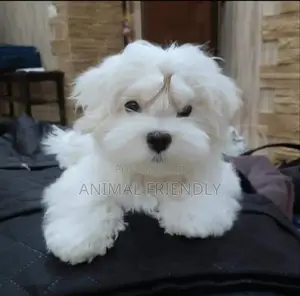 1-3 months Male Purebred Maltese