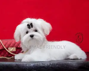 1-3 months Male Purebred Maltese