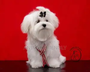 1-3 months Male Purebred Maltese