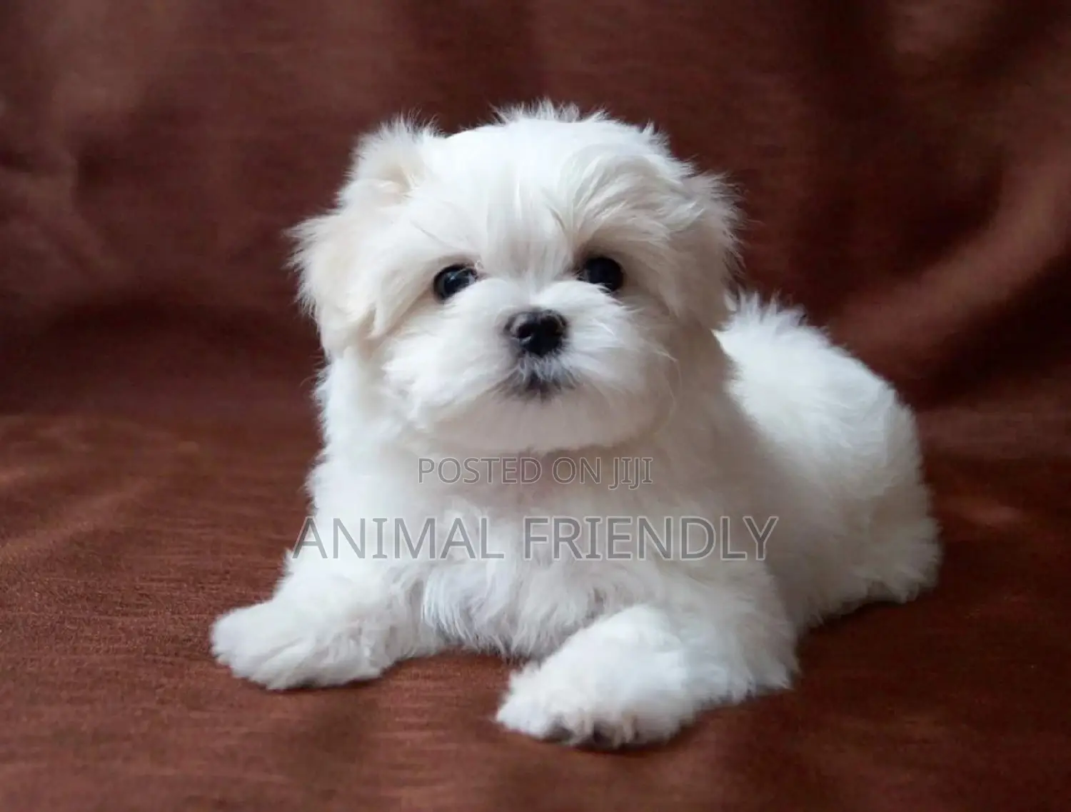 1-3 months Male Purebred Poodle