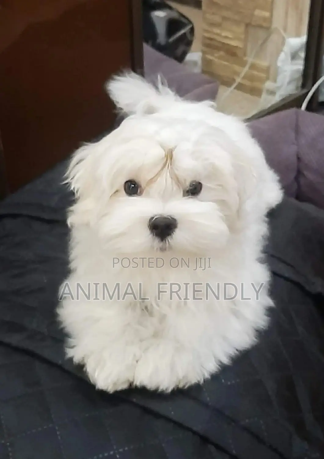 1-3 months Male Purebred Maltese