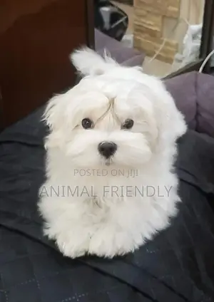 1-3 months Male Purebred Maltese