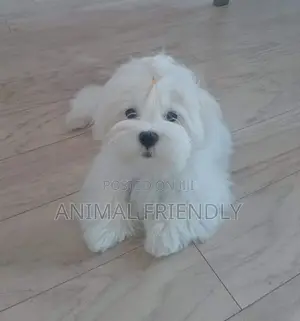 1-3 months Female Mixed Breed Maltese