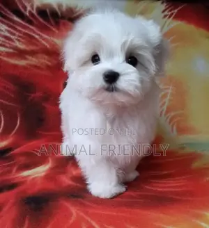3-6 months Male Purebred Poodle