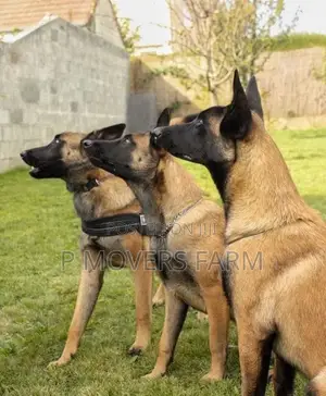 1-3 months Male Purebred Belgian Malinois
