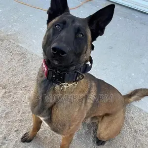 1-3 months Male Purebred Belgian Malinois
