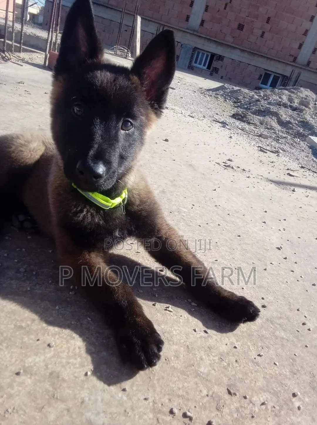 1-3 months Male Purebred Belgian Malinois