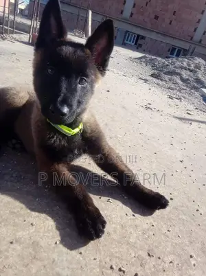 1-3 months Male Purebred Belgian Malinois