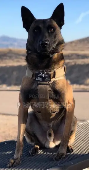 1-3 months Male Purebred Belgian Malinois