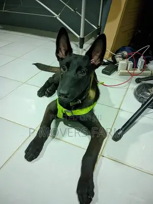 1-3 months Male Purebred Belgian Malinois