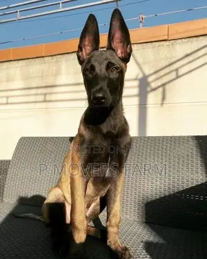 1-3 months Female Purebred Belgian Malinois