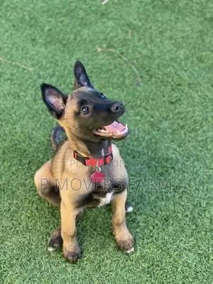 1-3 months Female Purebred Belgian Malinois