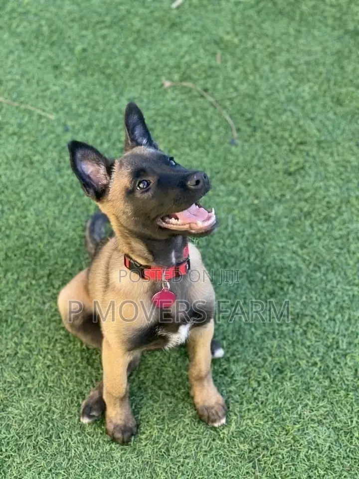 1-3 months Female Purebred Belgian Malinois