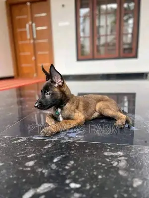 1-3 months Male Purebred Belgian Malinois