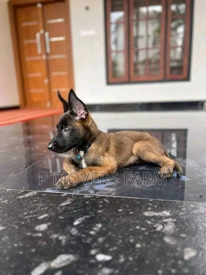 1-3 months Male Purebred Belgian Malinois