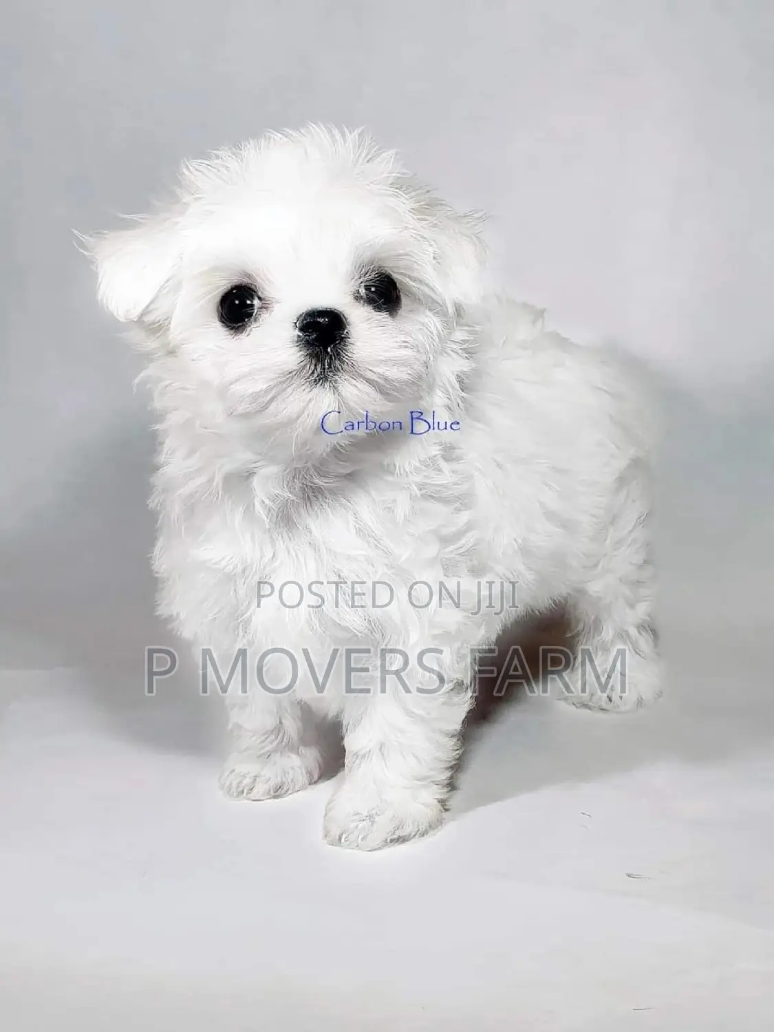 1-3 months Male Purebred Maltese