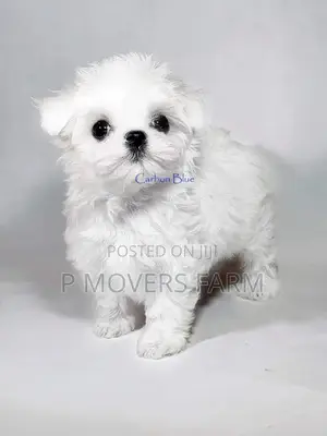 1-3 months Male Purebred Maltese