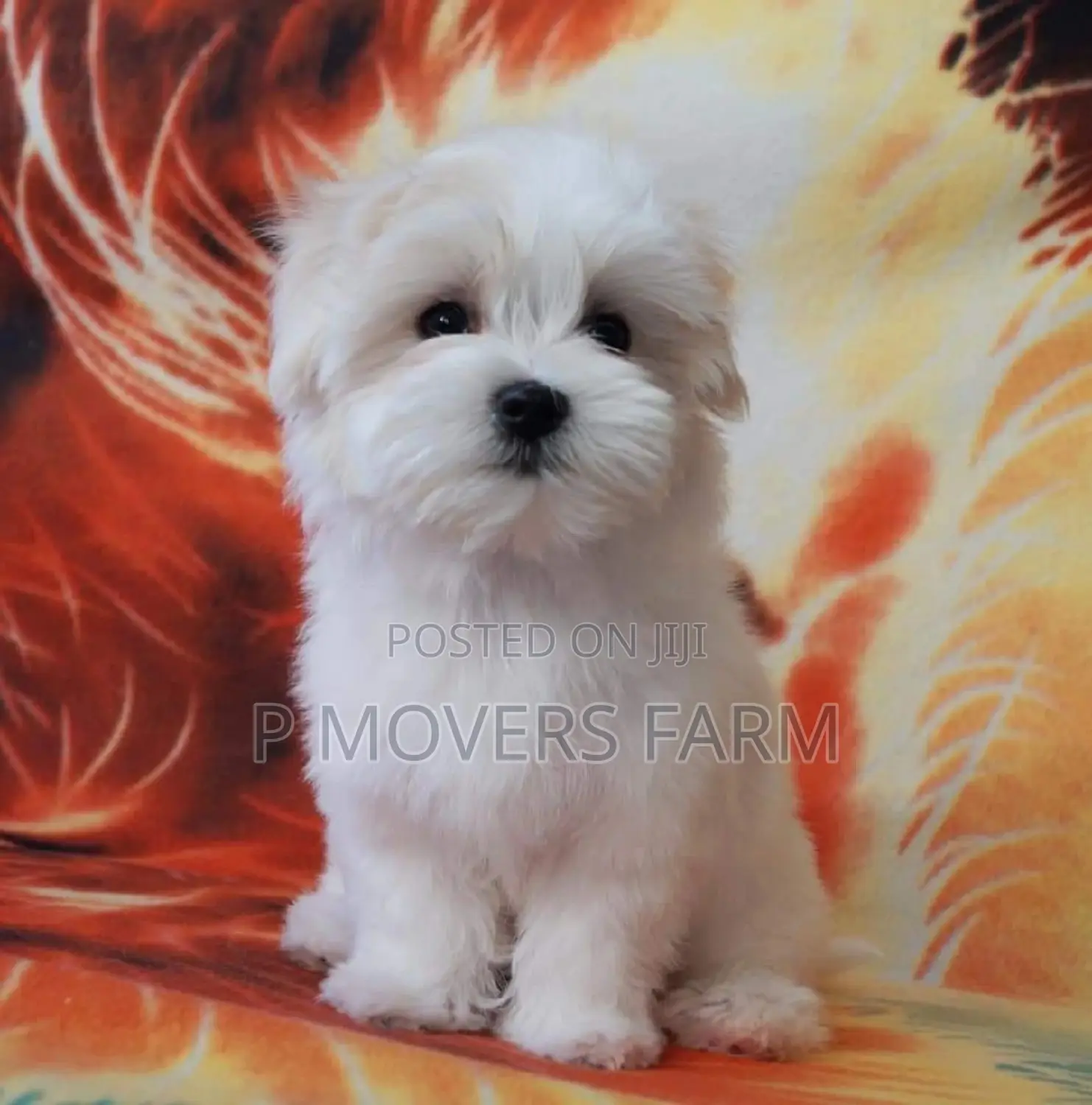 1-3 months Male Purebred Maltese