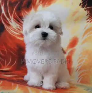 1-3 months Male Purebred Maltese