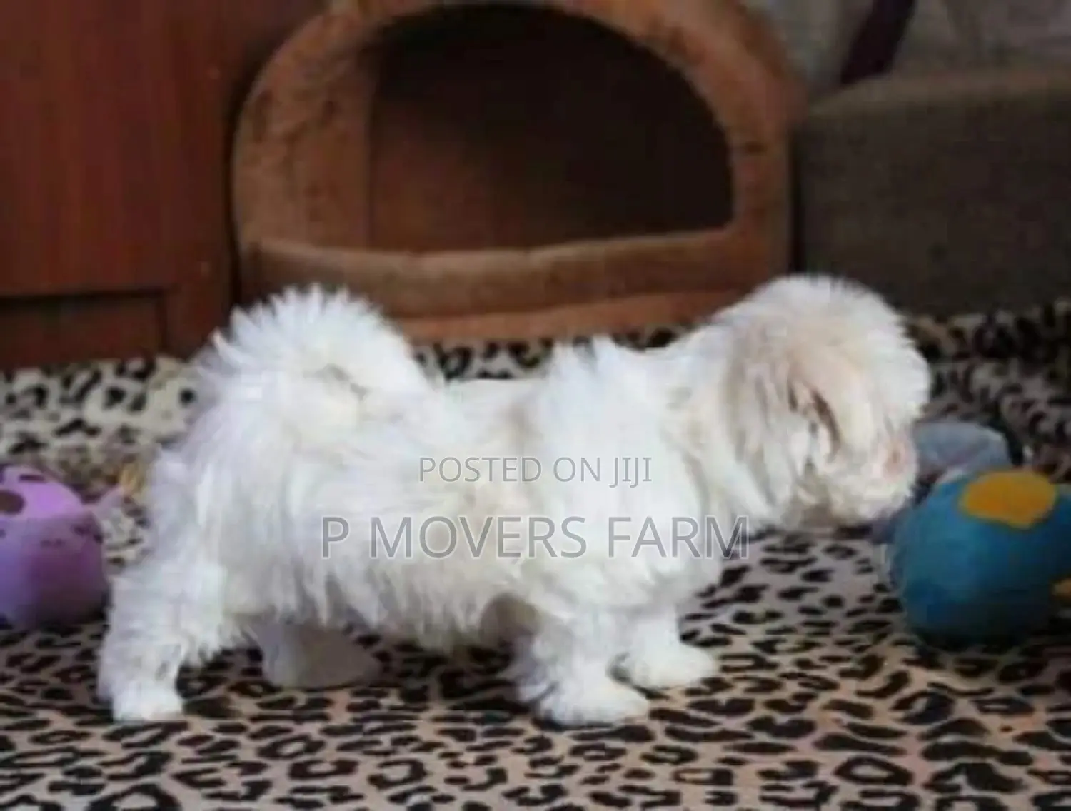 1-3 months Male Purebred Maltese