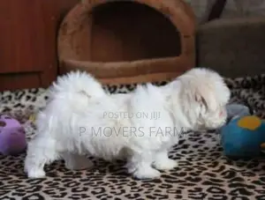1-3 months Male Purebred Maltese