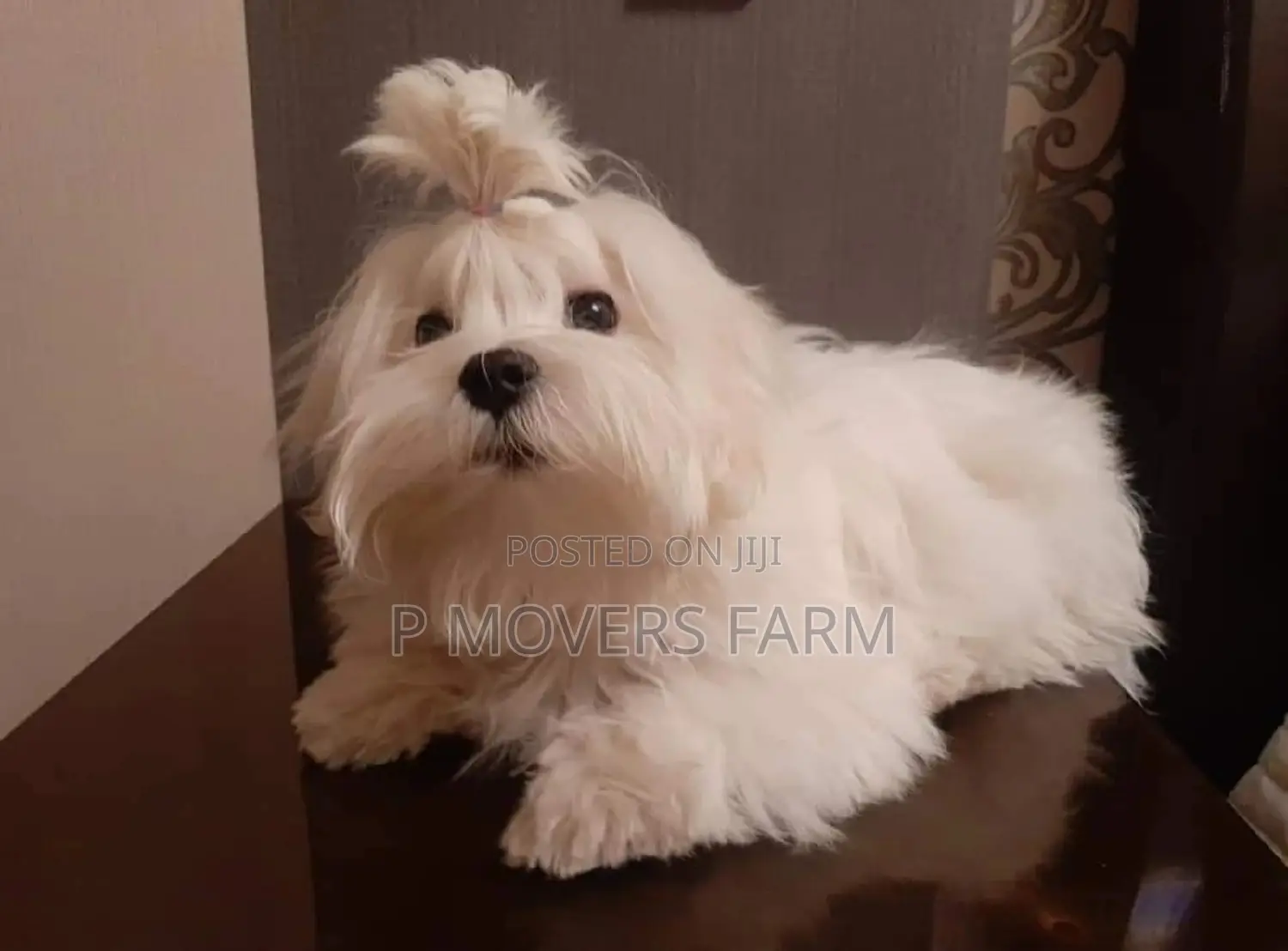 1-3 months Male Purebred Maltese