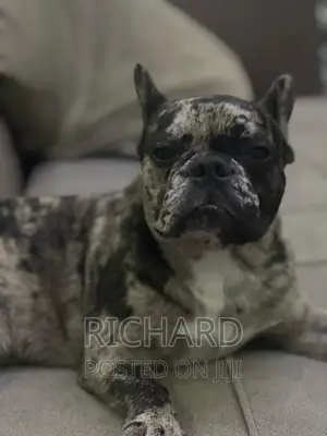 Pedigree French Bulldog for Stud / Crossing