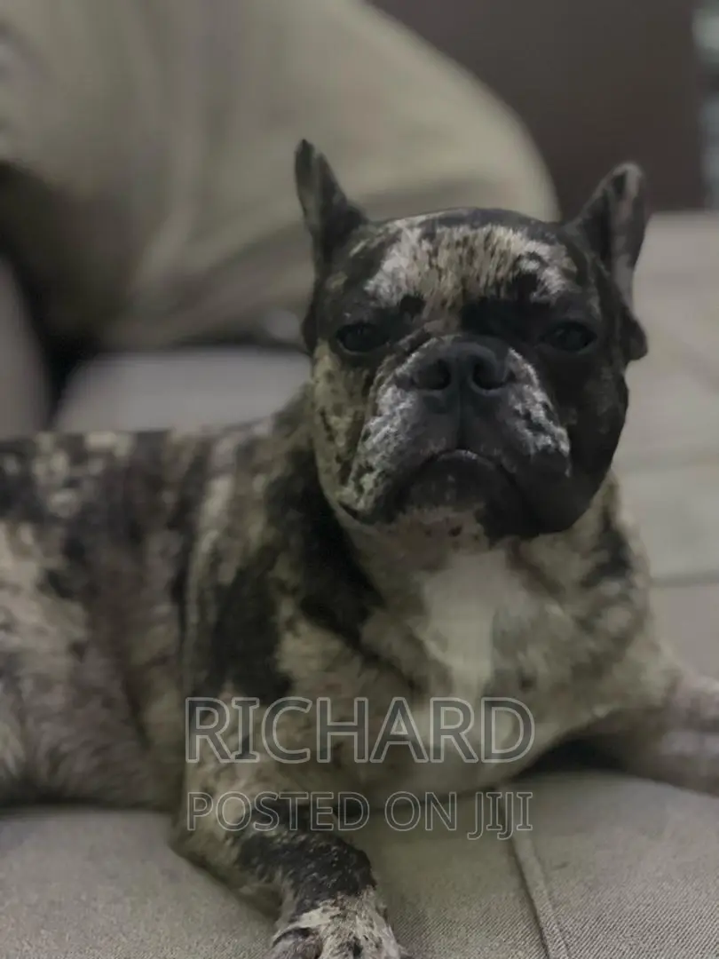 Pedigree French Bulldog for Stud / Crossing