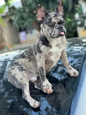 Pedigree French Bulldog for Stud / Crossing