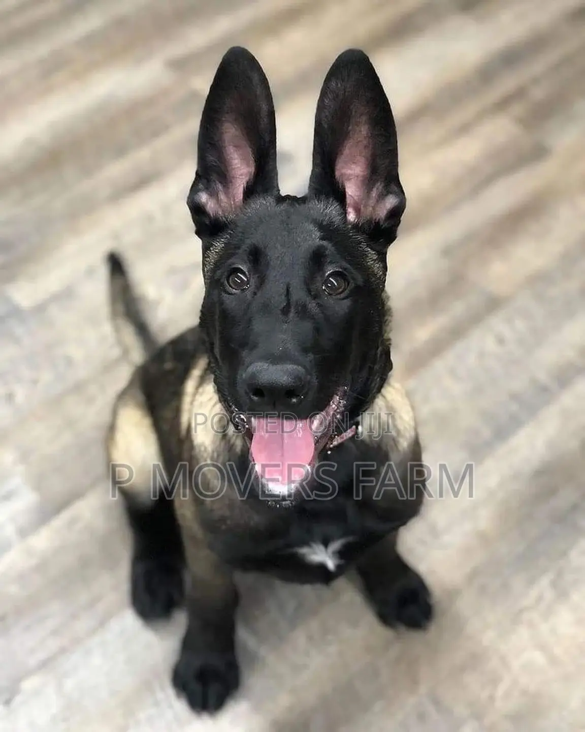 1-3 months Male Purebred Belgian Malinois