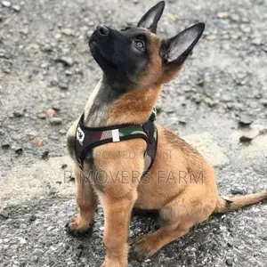 1-3 months Male Purebred Belgian Malinois