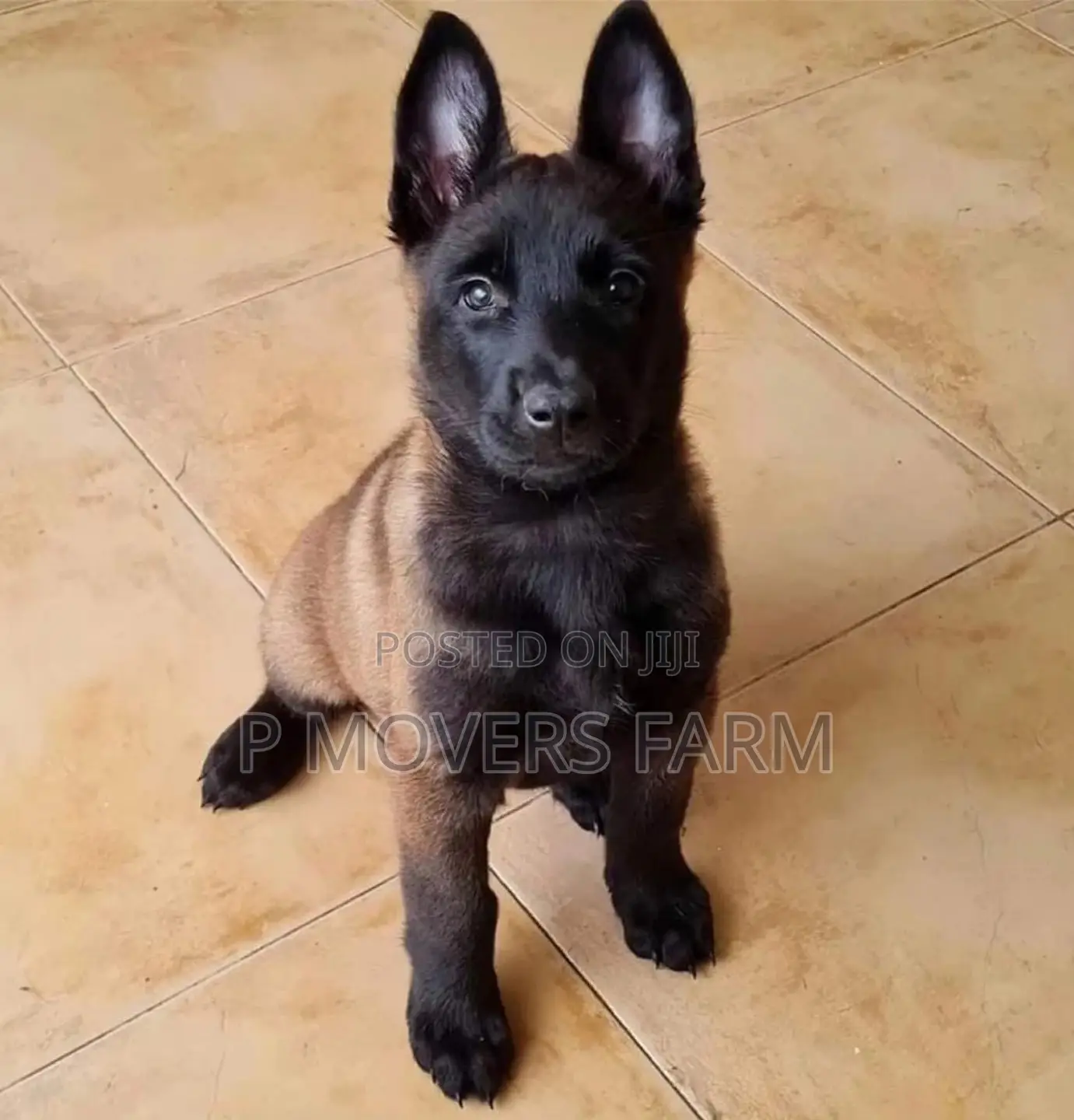 1-3 months Female Purebred Belgian Malinois