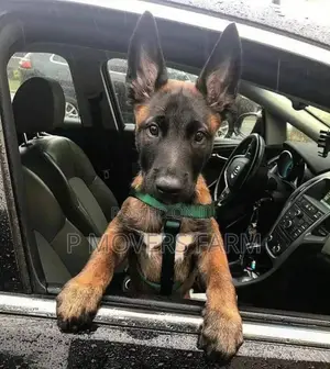 1-3 months Male Purebred Belgian Malinois