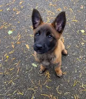 1-3 months Female Purebred Belgian Malinois