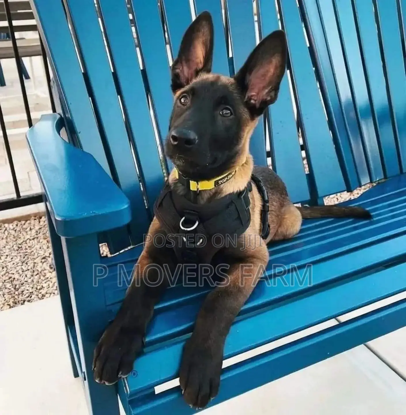1-3 months Female Purebred Belgian Malinois