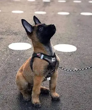 3-6 months Male Purebred Belgian Malinois
