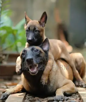 1-3 months Male Purebred Belgian Malinois