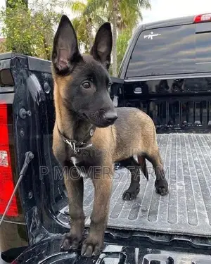 1-3 months Male Purebred Belgian Malinois