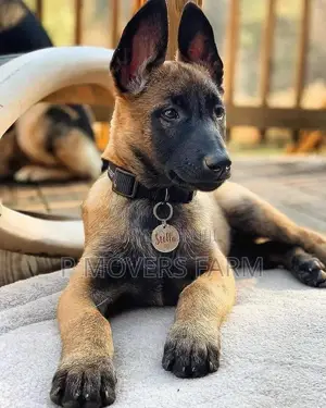 1-3 months Female Purebred Belgian Malinois